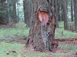 Douglas fir tree robbed of its burl